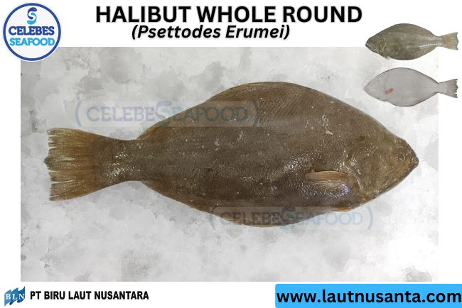 HALIBUT WHOLE ROUND / HALIBUT WHOLE GILLED GUTTED